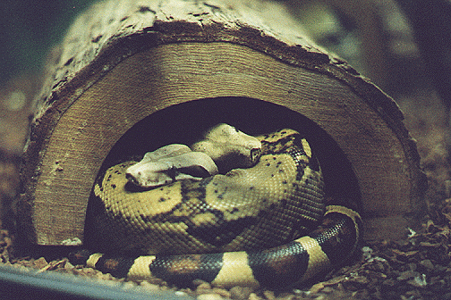 A two-headed snake?  No, just being their cuddly selves!